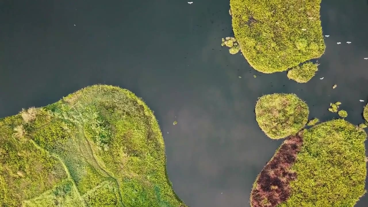 Aerial view of green islets in dark water